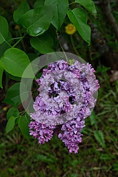 Lilas ÃÂ  fleurs de jacinthe Hyacinth lilac Syringa x hyacinthiflora.Daphne Pink Oleaceae photo